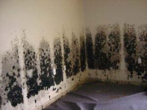 Clearwater black mold removal