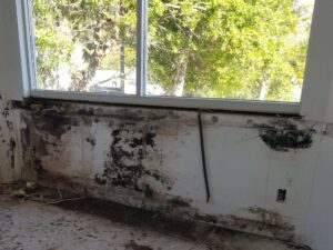 Mold Remediation Tampa Bay Mold Inspection