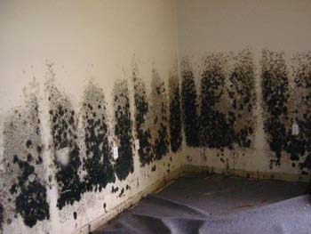 black mold removal Clearwater