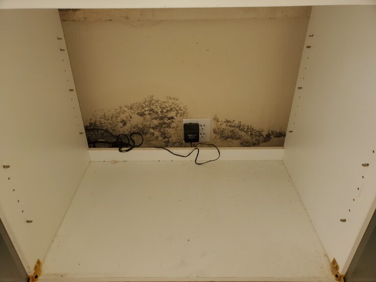 Cladosporium Mold