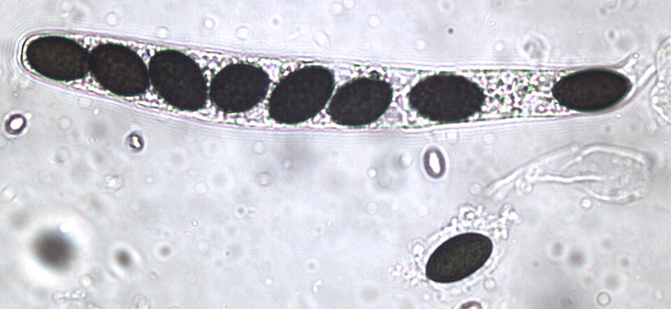 Ascospore