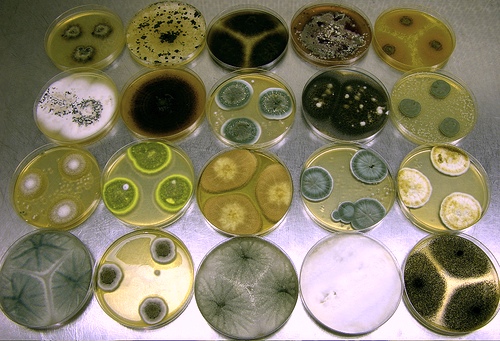 Aspergillus Mold