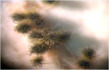 Chaetomium Mold