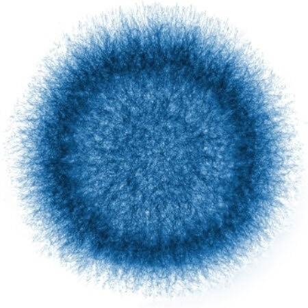 Mold_spore