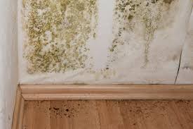 penicillium mold